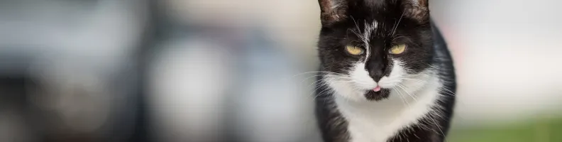 The Cat-Like Hero Who Redefined Indie Comics